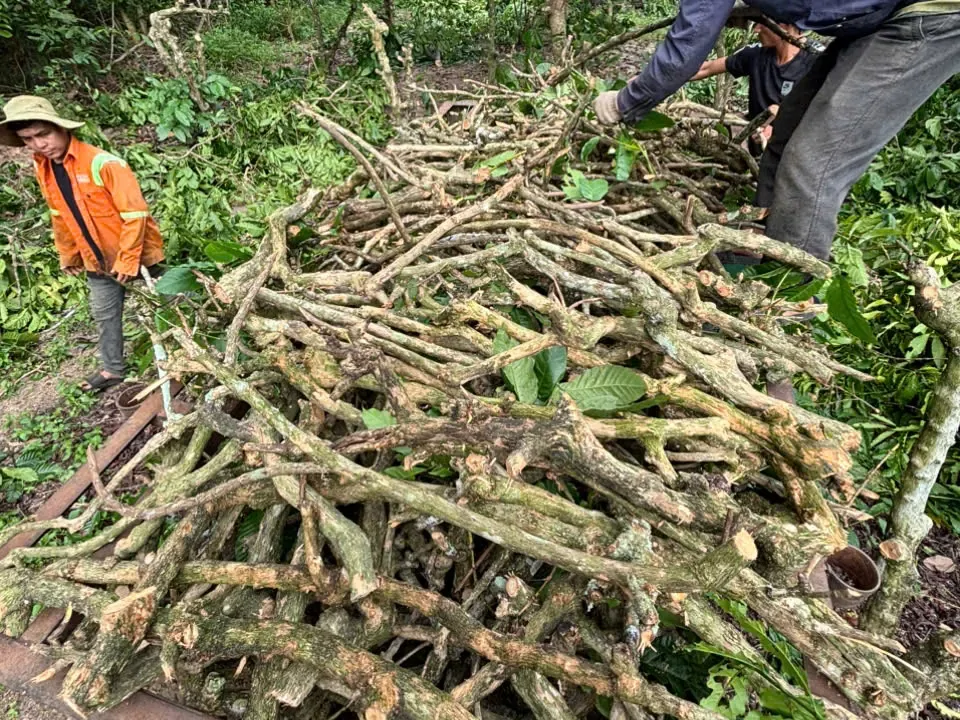 Raw coffee wood stems arriving at the WINVN INT intake yard