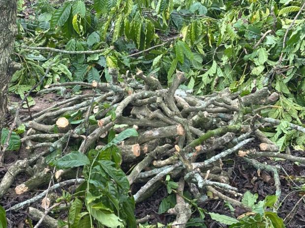 Coffee wood highland sourcing